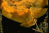Polyporus tomentosus