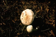 Agaricus silvicola