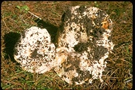 Russula brevipes