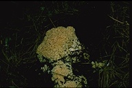 California Mushroom
