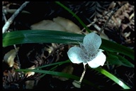 Oakland Mariposa Lily
