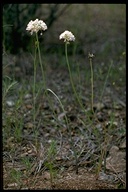 Photo of Allium tuolumnense