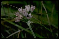Allium hickmanii