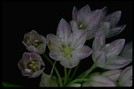Allium fimbriatum var. purdyi