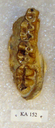 Gorgopithecus major