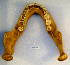 Homo heidelbergensis