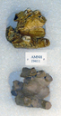 Sivapithecus sivalensis