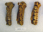 Sivapithecus sivalensis
