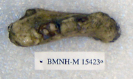 Sivapithecus punjabicus