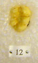 Sivapithecus