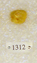 Sivapithecus