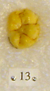 Sivapithecus