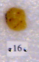 Sivapithecus