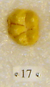Sivapithecus