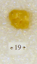 Sivapithecus