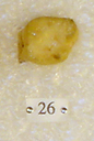 Sivapithecus
