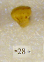 Sivapithecus
