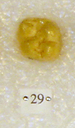 Sivapithecus