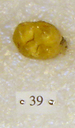 Sivapithecus