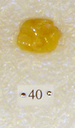 Sivapithecus