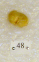 Sivapithecus