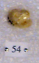 Sivapithecus