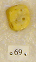 Sivapithecus
