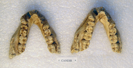 Sivapithecus alpani