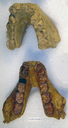 Gigantopithecus bilaspurensis