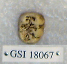 Sivapithecus sivalensis