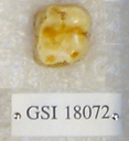Sivapithecus sivalensis