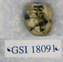 Sivapithecus sivalensis