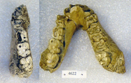 Sivapithecus sivalensis