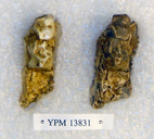 Sivapithecus sivalensis