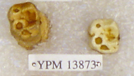 Sivapithecus sivalensis