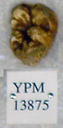 Sivapithecus sivalensis