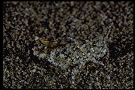 Speckled Dune Grasshopper