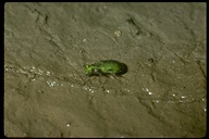 Delta Green Ground Beetle