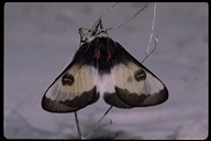 Nevada Buck Moth