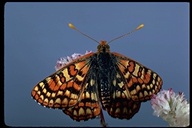 Sierra Checkerspot Butterfly