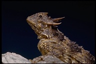 coast horned toad lizard<br /><strong>Location:</strong> California, US<br /><strong>Author:</strong> <a href="http://calphotos.berkeley.edu/cgi/photographer_query?where-name_full=Marguerite+Gregory&one=T">Marguerite Gregory</a>