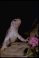 desert iguana<br /><strong>Author:</strong> <a href="http://calphotos.berkeley.edu/cgi/photographer_query?where-name_full=Marguerite+Gregory&one=T">Marguerite Gregory</a>