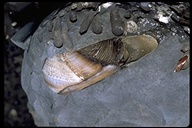 Scale-sided Piddock Clam
