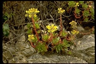 Dudleya sp.