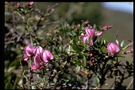 Pickeringia montana
