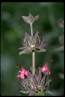 Salvia spathacea