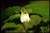 Large-flowered Fairy Bell