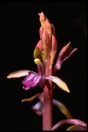 Pacific Coralroot