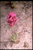Castilleja exserta ssp. venusta