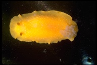 Doriopsilla albopunctata